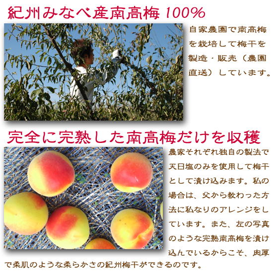 紀州みなべ産１００％南高梅を完全に完熟させて収穫します。